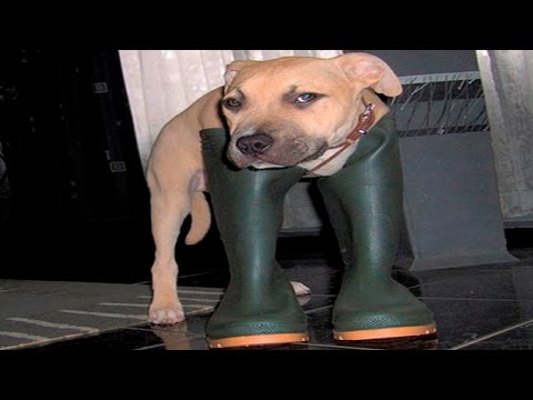 Кошки и Собаки в Ботинках - Смешные Животные и Обувь