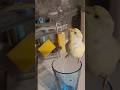 Tam su içecekken suyuma ortak olan birisi 🐦 İçmekle kalmadı banyo bile yaptı 😅🙈 #muhabbetkuşu #birds