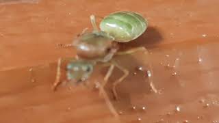 Oecophylla smaragdina (Asian weaver ant  🐜) by Vj