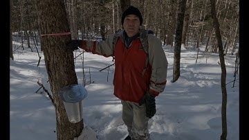 Maple Sap Documenty Part 1 | Drilling and Collection