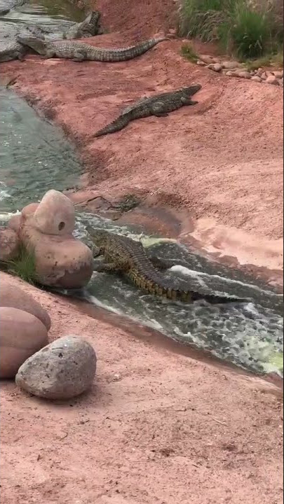 Buaya main perosotan