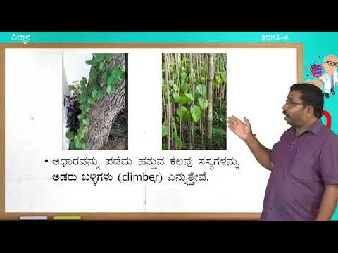 ಸಂವೇದ - 6 ನೇ - ವಿಜ್ಞಾನ - ಸಸ್ಯಗಳಿಂದ ತಿಳಿಯೋಣ (ಭಾಗ 1 ರ 2) - ದಿನ 44