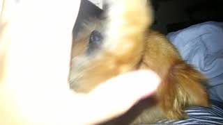 Pomeranians are beautiful companions!