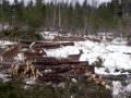 Whitetail Deer yard, New Brunswick Canada