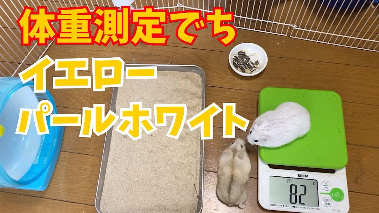 体重測定をしてみました パールホワイト イエロージャンガリアンハムスター Youtube