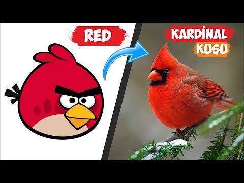 Angry Birds Kuşlarının Gerçek Halleri ve İsimleri!