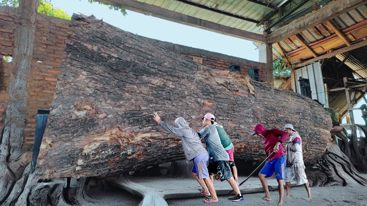 The most unique trembesi wood saw