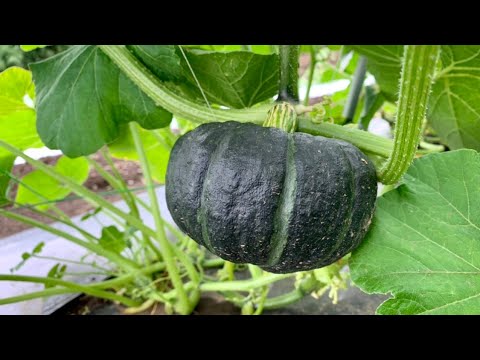 カボチャ空中栽培 収穫するタイミング 6 30 Youtube