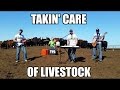 Takin' Care of Livestock - (Takin' Care of Business Parody)