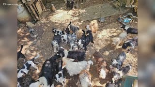 Norfolk, Virginia Beach SPCA help care for 200 dogs rescued from Tennessee neglect case