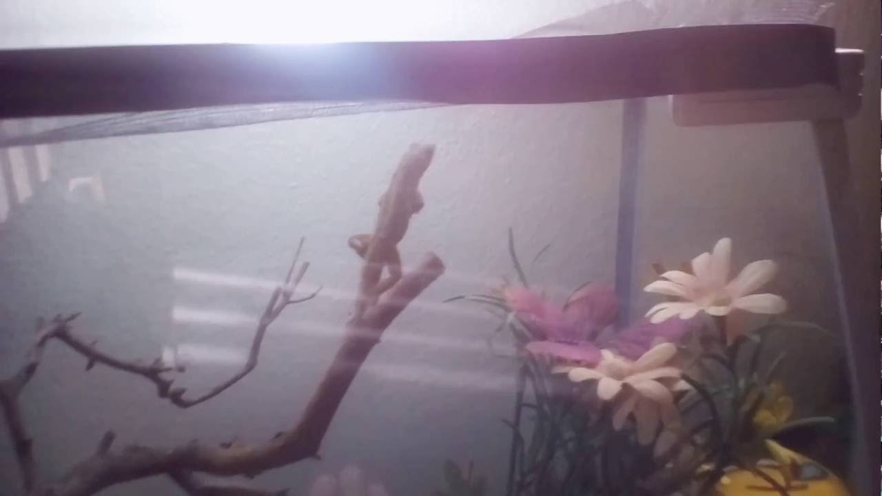 camera iphone 8 plus apk My pet Lizard 😼