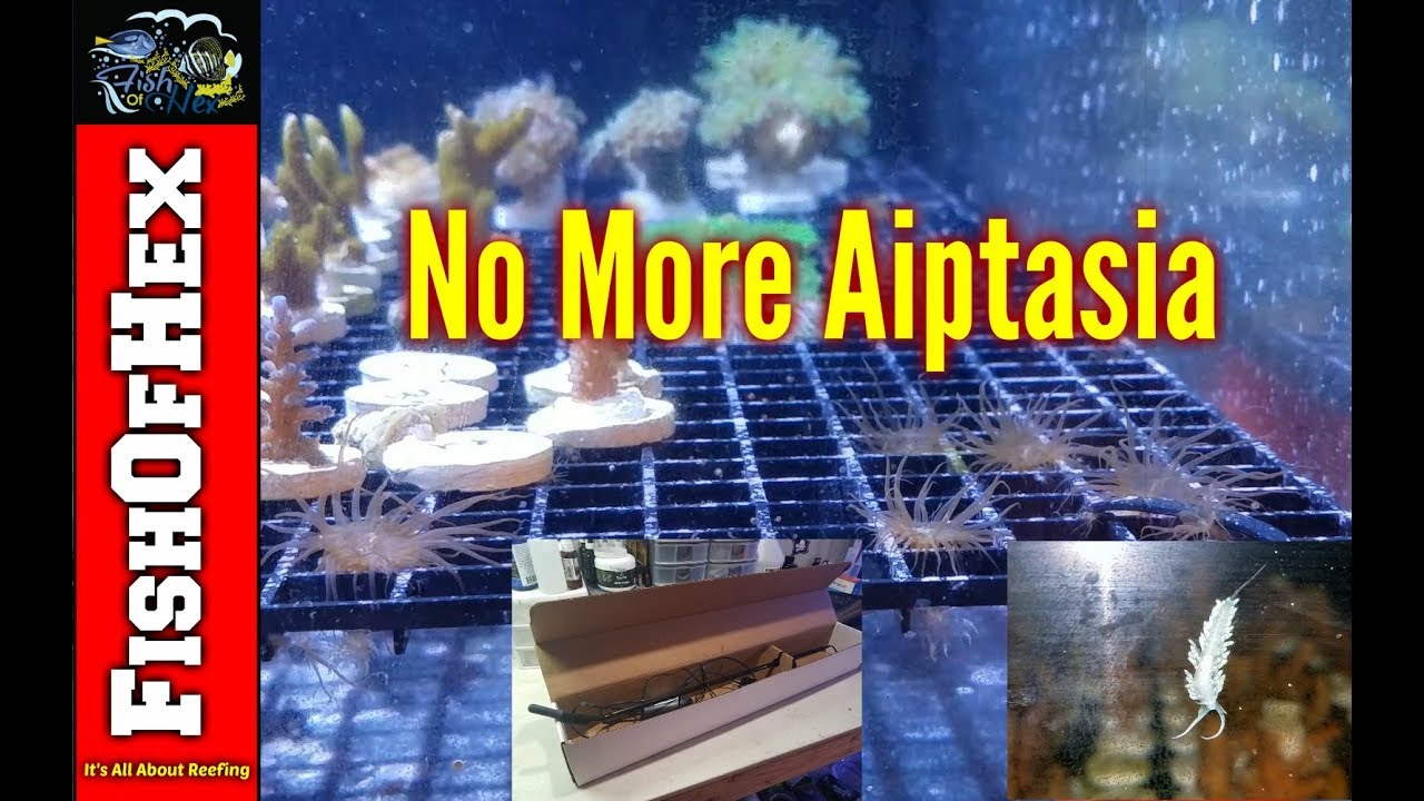 Два проверенных метода уничтожения анемонов рода Aiptasia