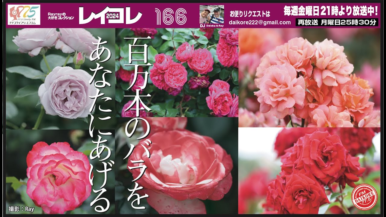 廃盤 オリジナル盤 帯付き CD アラ・プガチョワ 百万本のバラ 歌詞・対訳付き アラ ・プガチョワ 百万本のバラ - メルカリ