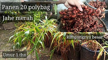 Panen Jahe Merah || 20 Polybag #fajhamchannel
