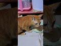 He eating rice with grill fish 🐟 #cat #catlover #animals #kitten #lovelycat 🤩🤩