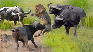 Wildebeest Escape from Lion Attack _ Buffaloes Fight Lion by TIME MACHINE 2,934,427 views 5 years ago 3 minutes, 47 seconds