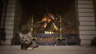 Lil BUB's Extraordinarily Magical Yule Log Video 2017