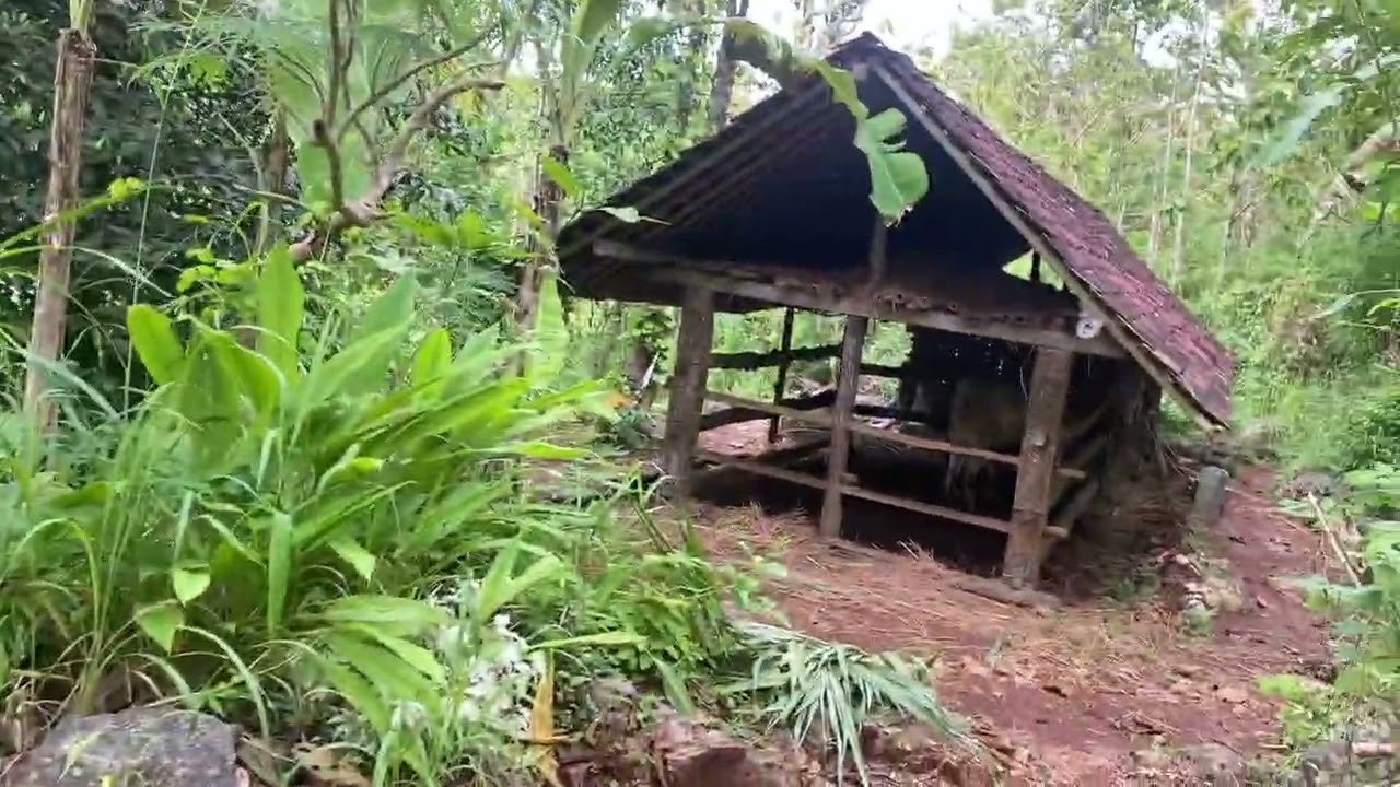Ladang Dikampung itu jauh juga ya - yuk kita jalan ke ladang 