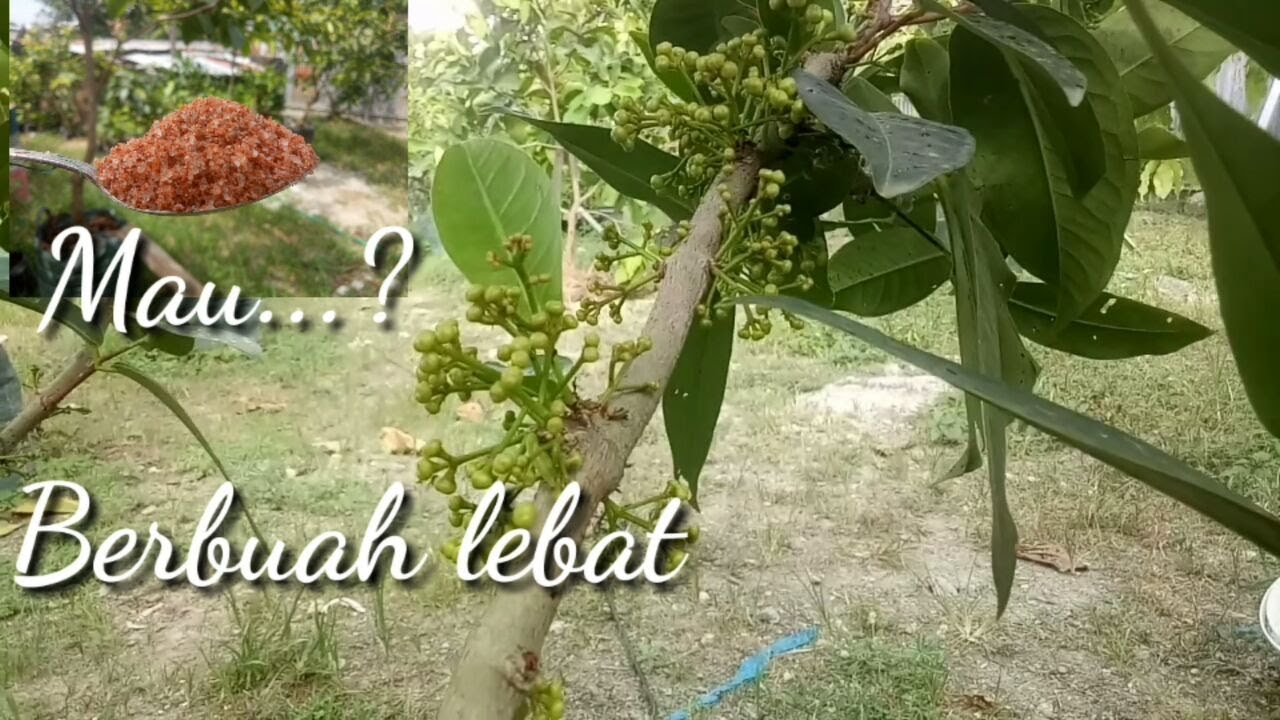 luar biasa cara melebatkan/membuahkan jambu air yang malas berbuah @Jembo Adeles