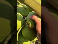 #cambodia