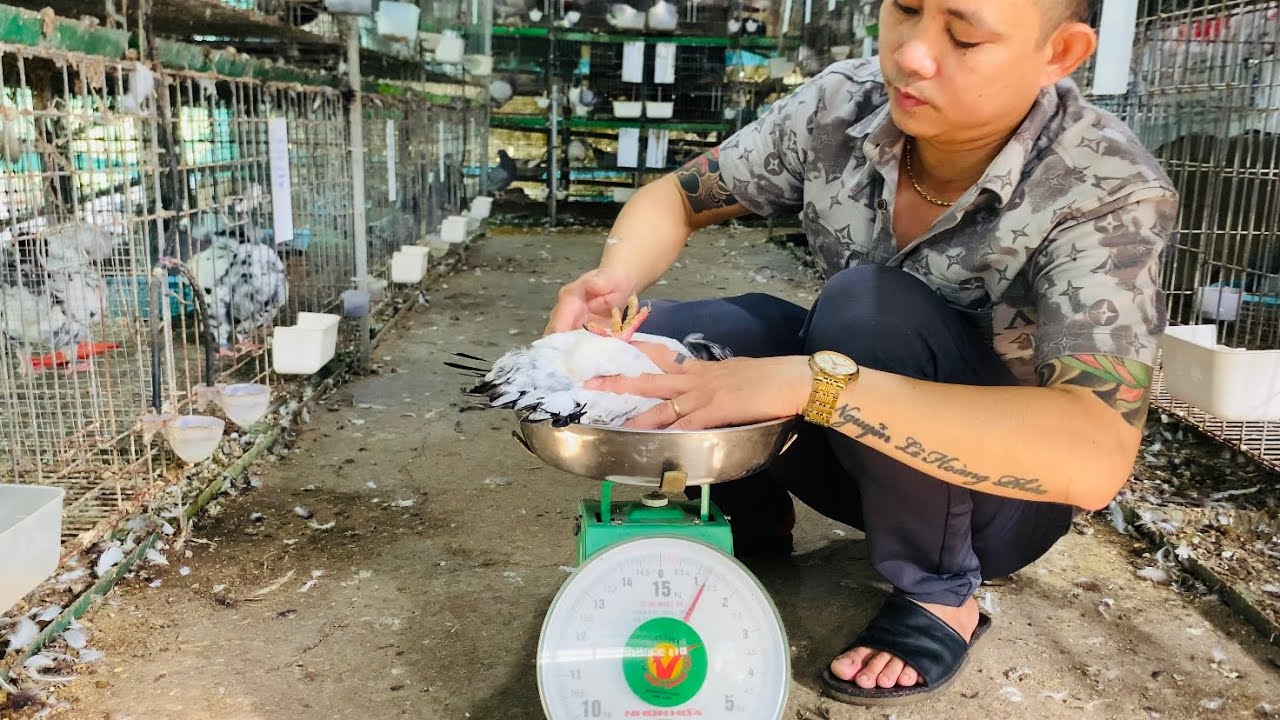 CÂN THỬ TRỌNG LƯỢNG TẤT CẢ CÁC DÒNG BỒ CÂU HIỆN CÓ Ở TR.ẠI/VGC