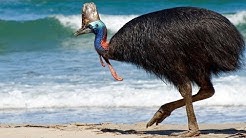 दुनिया का सबसे खतरनाक पक्षी कैसोवरी| The Most Dangerous Bird in The World "Cassowary"