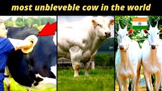 The  most unbleveble cows in the world | cannulated cow | belgian cow | hallikar cow |official world