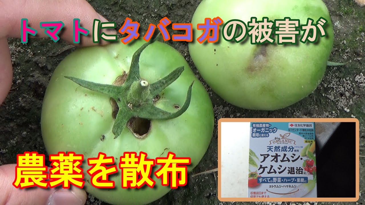 家庭菜園 野菜を育てる トマトの実にタバコガの被害が出たので農薬を散布する Youtube