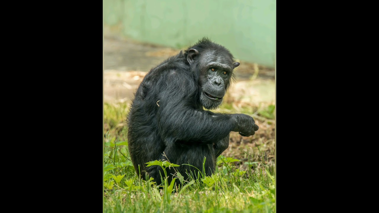 Amazing Chimpanzee photo