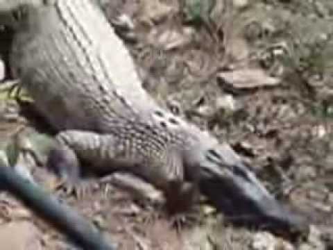 parking Crocodiles funny video in the park