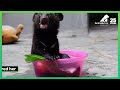 Lonely bear cub meets her soulmate