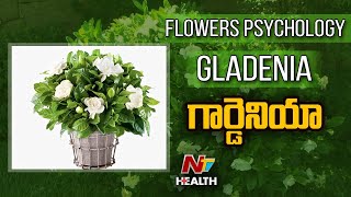 Flower Psychology: What Does Gardenia Flower Symbolize? | NHealth