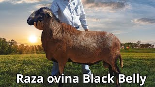 Raza ovina Blackbelly o Barriga Negra: Las ovejas más resistente para el trópico y climas áridos by Engormix 5,080 views 1 month ago 7 minutes, 46 seconds