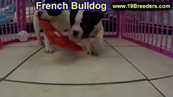 French Bulldog, Frenchie, Puppies, Dogs, For Sale, In Chicago, Illinois, IL, 19Breeders, Rockford, French Bulldog Puppies for Sale, French bulldog puppies for sale 786-206-9330, illinois french bulldog breeders, Blue French Bulldog puppies for sale, French bulldog puppies for sale