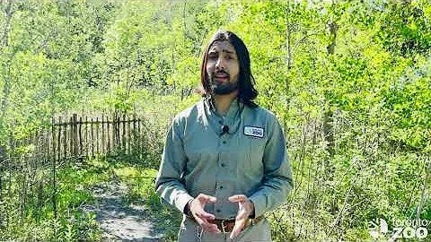 The Story of the First Butterflies - National Indigenous History Month