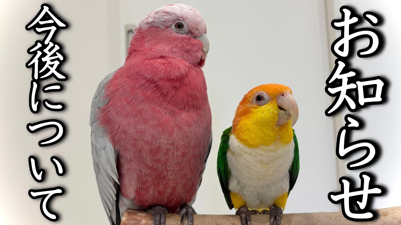 ご報告】みりん&とろろの様子と今後の動画について #モモイロインコ