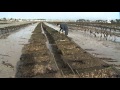 Salon de lagriculture une hutre de stphilibert mdaille dor