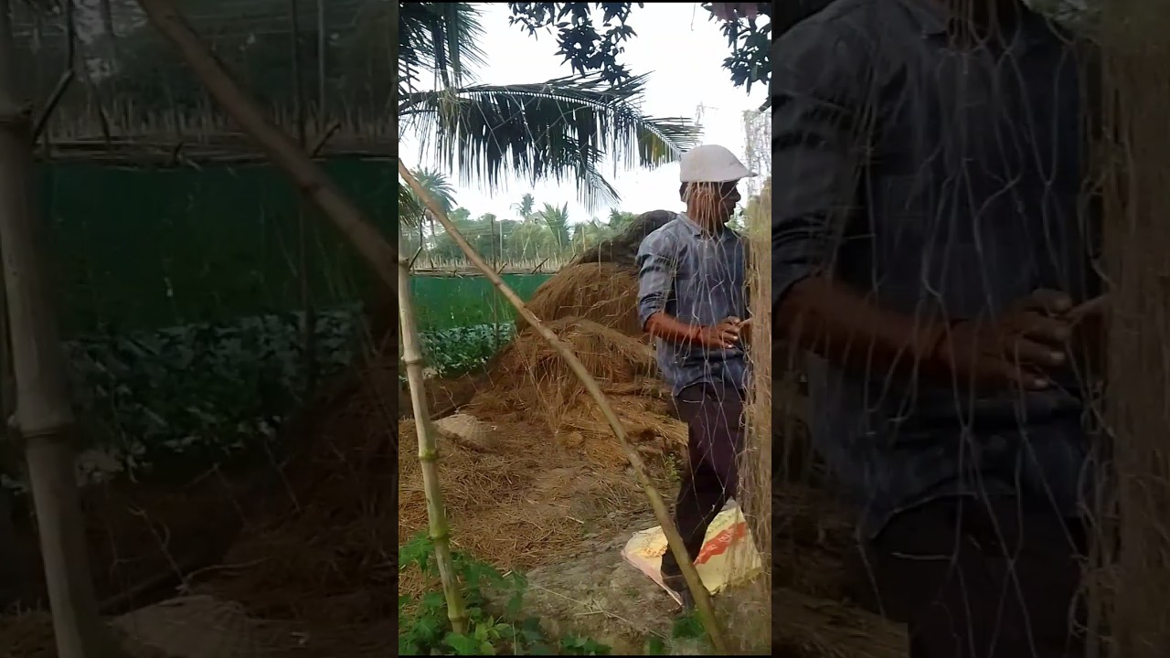 Methods of long beans cultivation 