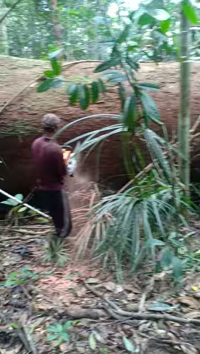 Buldoser 85ss siap tarik kayu besar