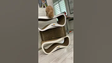 Как правильно использовать когтеточки 😂