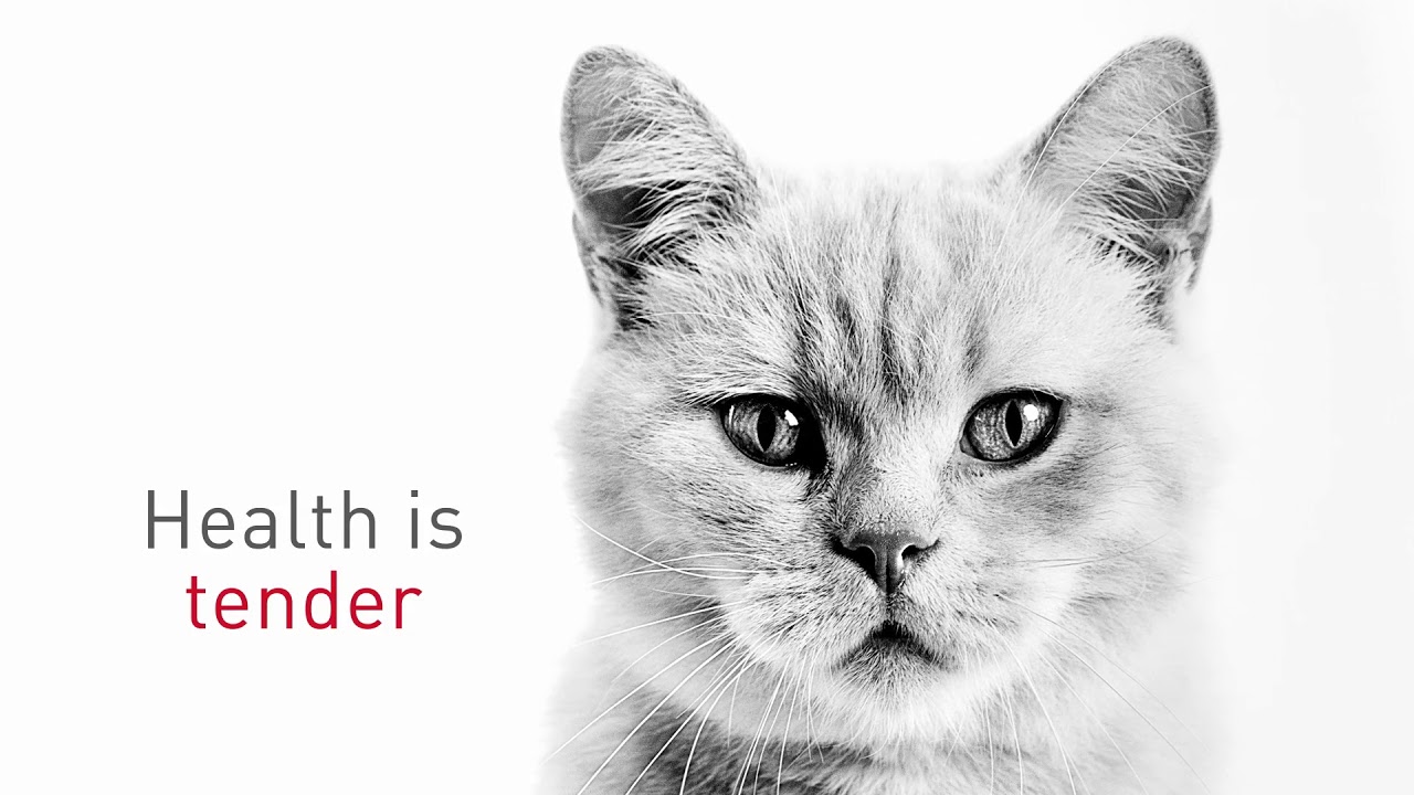Royal Canin Health is Nutrition for Every Breed YouTube
