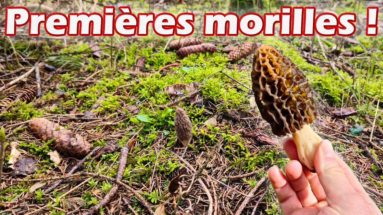 Morilles 2021, la chasse est ouverte, c'est parti !