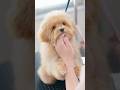 【動画全編は⬆️】トリマーの腕に抱きついてしまう子犬マルプー