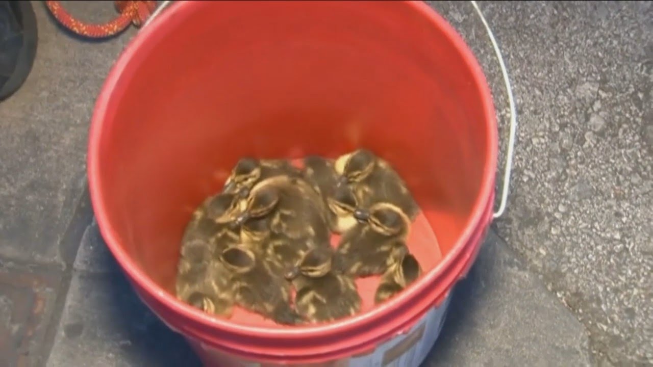 WEB EXTRA: Firefighters Rescue 12 Ducklings From Storm Drain - YouTube