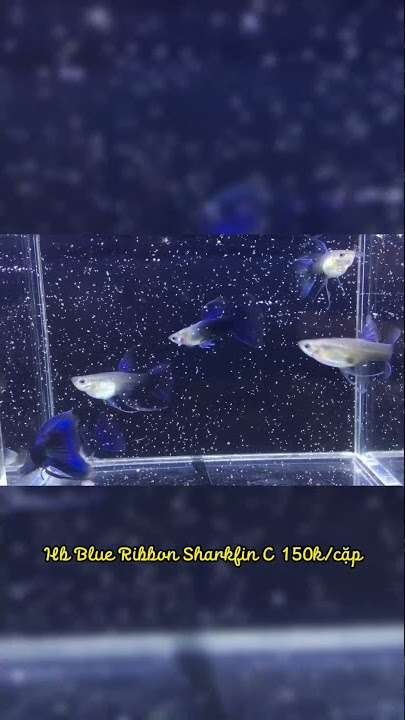 Cá 7 màu HB BLUE RIBBON SHARKFIN C | Mun Guppy