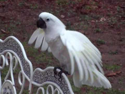 Cockatoo Geronimo's Rain Dance