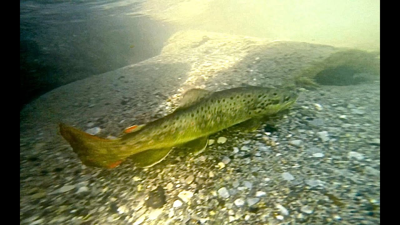Peche a la mouche GoPro Hero 3+ en No-Kill / Hautes-Alpes