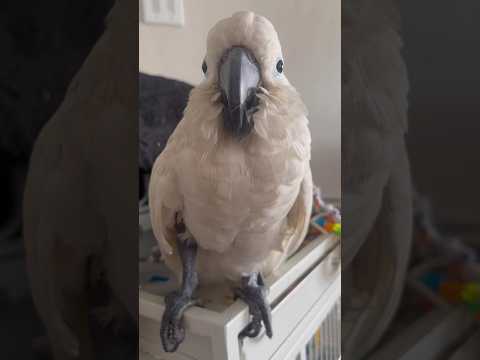 Chief Hard At Work Chiefthecockatoo Cockatoolove Workfromhome Remotework