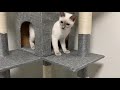 【レビュー】キャットタワー組み立て　175cmの超よさげなの買いました