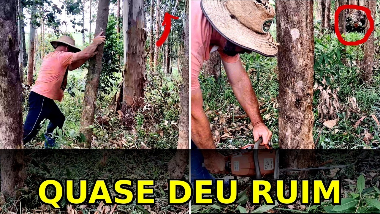 Derrubando Eucalipto com Motosserra + Ferramenta Caseira